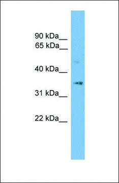 Anti-SLC25A19 antibody produced in rabbit affinity isolated antibody