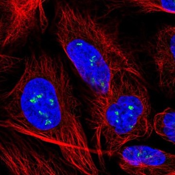 Anti-YY1AP1 antibody produced in rabbit Prestige Antibodies&#174; Powered by Atlas Antibodies, affinity isolated antibody