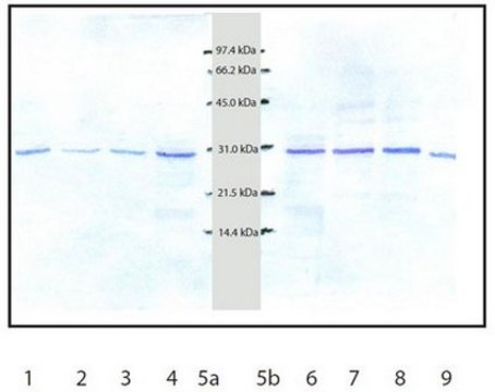 Anti-Cathepsin D Rabbit pAb liquid, Calbiochem&#174;