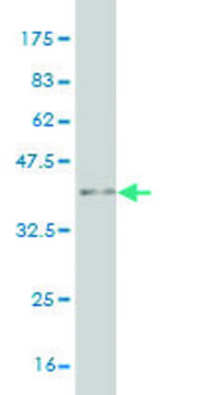 ANTI-MAZ antibody produced in mouse clone 6G2, purified immunoglobulin, buffered aqueous solution