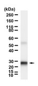 Anti-CD5L Antibody, clone 2D23 ZooMAb® Rabbit Monoclonal recombinant, expressed in HEK 293 cells