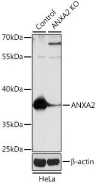 Anti-ANXA2 antibody produced in rabbit