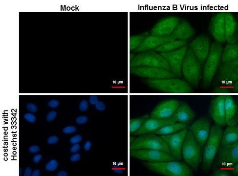 Monoclonal Anti-Influenza B Virus NP antibody produced in mouse clone GT382, affinity isolated antibody