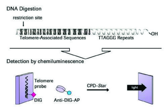 TeloTAGGG&#8482; Telomere Length Assay sufficient for &#8804;50&#160;reactions, kit of 1 (15 components), suitable for cell culture