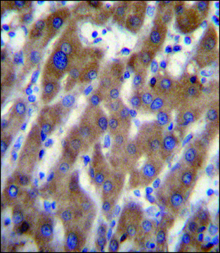 ANTI-UBAP2 (N-TERM) antibody produced in rabbit IgG fraction of antiserum, buffered aqueous solution