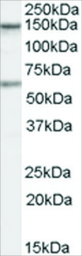 Anti-CARD11 antibody produced in goat affinity isolated antibody, buffered aqueous solution