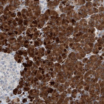 Anti-KCNK10 antibody produced in rabbit Prestige Antibodies&#174; Powered by Atlas Antibodies, affinity isolated antibody, buffered aqueous glycerol solution