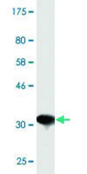 Monoclonal Anti-TSPAN32, (C-terminal) antibody produced in mouse clone 2G12, purified immunoglobulin, buffered aqueous solution