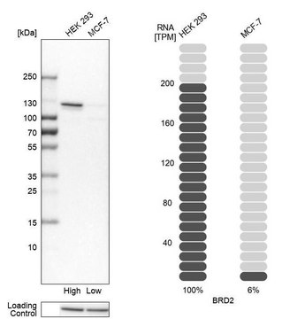 Anti-BRD2 antibody produced in rabbit Prestige Antibodies&#174; Powered by Atlas Antibodies, affinity isolated antibody, buffered aqueous glycerol solution