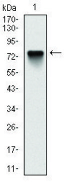 Monoclonal Anti-BMI1 antibody produced in mouse clone 3E3, ascites fluid