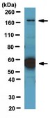 Anti-Neurexin3 Antibody from rabbit, purified by affinity chromatography
