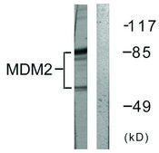 Anti-MDM2 antibody produced in rabbit affinity isolated antibody