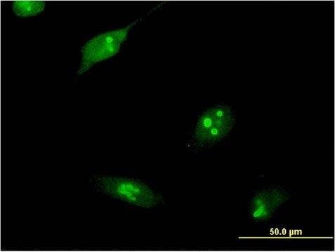 Monoclonal Anti-RPL10L antibody produced in mouse clone 1E9, purified immunoglobulin, buffered aqueous solution