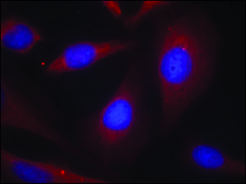 Anti-NFKB1 (Ab-927) antibody produced in rabbit affinity isolated antibody