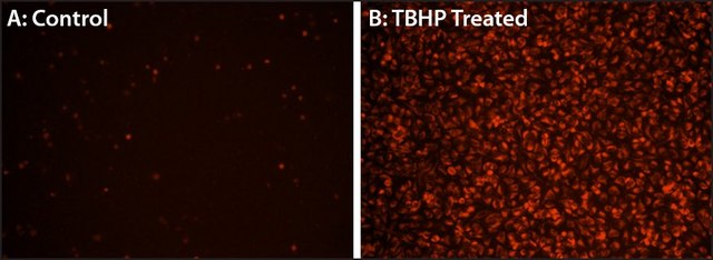 Fluorometric Intracellular Ros Kit sufficient for 200 fluorometric&nbsp;tests (Deep red)