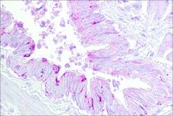 Anti-PA2G4 (AB1) antibody produced in rabbit affinity isolated antibody