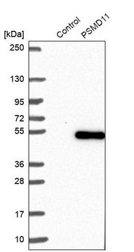 Anti-PSMD11 antibody produced in rabbit Prestige Antibodies&#174; Powered by Atlas Antibodies, affinity isolated antibody, buffered aqueous glycerol solution