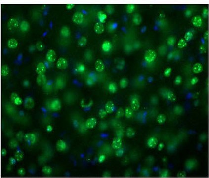 抗MeCP2 from rabbit, purified by affinity chromatography