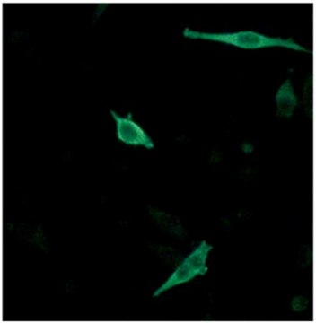 Anti-WBP2 Antibody, clone 4C8H10 clone 4C8H10, from mouse