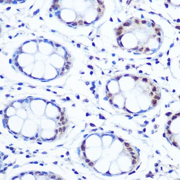 Anti-APEX1/APE1 antibody produced in rabbit