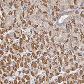 Anti-KDF1 antibody produced in rabbit Prestige Antibodies® Powered by Atlas Antibodies, affinity isolated antibody, buffered aqueous glycerol solution, ab1