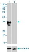Monoclonal Anti-ZFP36L1 antibody produced in mouse clone 1A3, purified immunoglobulin, buffered aqueous solution