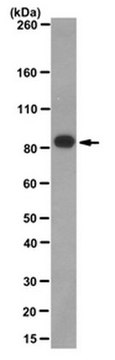 抗-SV40 Large T Antigen抗体，克隆PAb416 clone PAb416, from mouse