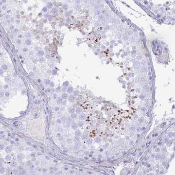 Anti-SPAG4 antibody produced in rabbit Prestige Antibodies&#174; Powered by Atlas Antibodies, affinity isolated antibody, buffered aqueous glycerol solution