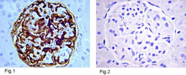 Anti-Insulin Antibody, clone1 clone MAB1, from mouse, purified by affinity chromatography