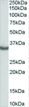 Anti-STUB1/CHIP antibody produced in goat affinity isolated antibody, buffered aqueous solution