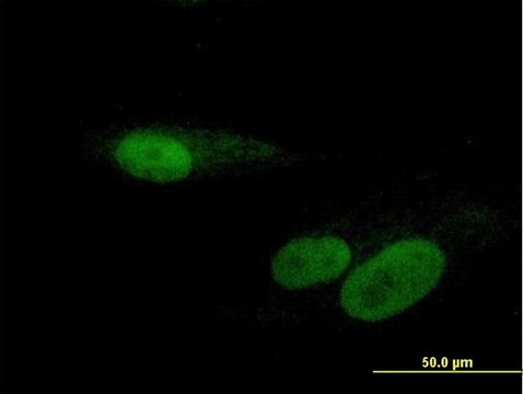 Anti-RBMY1F antibody produced in mouse IgG fraction of antiserum, buffered aqueous solution