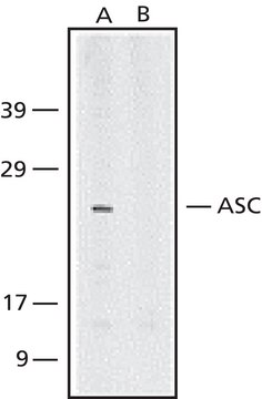 Anti-ASC/TMS1 antibody produced in rabbit ~0.5&#160;mg/mL, affinity isolated antibody, PBS solution