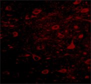 Anti-MIPU1 antibody produced in rabbit affinity isolated antibody, buffered aqueous solution