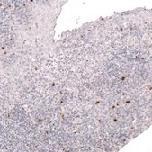 Monoclonal Anti-Lag3 Antibody Produced In Mouse Prestige Antibodies® Powered by Atlas Antibodies, clone CL14765, affinity isolated antibody, buffered aqueous glycerol solution