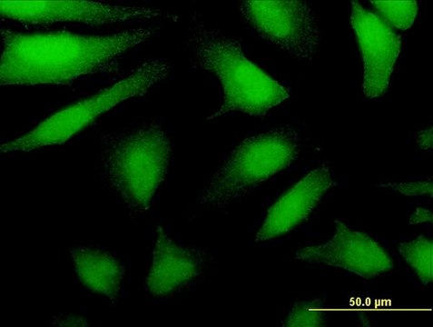 Monoclonal Anti-DDX43 antibody produced in mouse clone 3G12, purified immunoglobulin, buffered aqueous solution