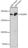 Anti-VEGFR1 Antibody, clone 7F1A3, Rabbit Monoclonal