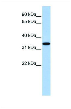 Anti-ART4 antibody produced in rabbit affinity isolated antibody