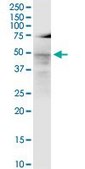 Monoclonal Anti-LASS3 antibody produced in mouse clone 6C12, purified immunoglobulin