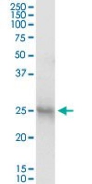 Anti-IL3 antibody produced in mouse purified immunoglobulin, buffered aqueous solution