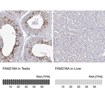 Anti-FAM216A antibody produced in rabbit Prestige Antibodies&#174; Powered by Atlas Antibodies, affinity isolated antibody, buffered aqueous glycerol solution