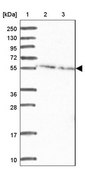 Anti-DDX19B antibody produced in rabbit Prestige Antibodies® Powered by Atlas Antibodies, affinity isolated antibody, buffered aqueous glycerol solution