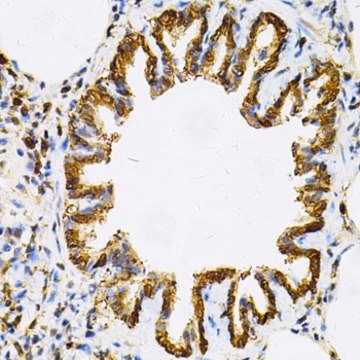 Anti-HSP90AB1 antibody produced in rabbit