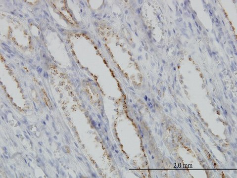 Monoclonal Anti-CAPNS1 antibody produced in mouse clone 3C4, purified immunoglobulin, buffered aqueous solution