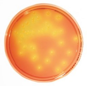 HEIMPLATE甘露醇盐琼脂 90 mm settle plate with 30 ml filling volume for isolation and presumptive identification of Staphylococcus aureus in non-sterile pharmaceuticals - Long incubation