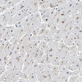 Anti-SLIRP antibody produced in rabbit Prestige Antibodies® Powered by Atlas Antibodies, affinity isolated antibody, buffered aqueous glycerol solution