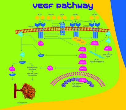 VEGF Receptor-1 (Flt-1)/Fc Chimera human &gt;90% (SDS-PAGE), recombinant, expressed in baculovirus infected Sf21 cells, lyophilized powder