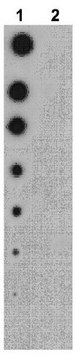 Anti-phospho-Raptor (Thr706) Antibody from rabbit, purified by affinity chromatography