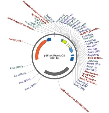 PSF-PA-PROMMCS - NO PROMOTER (MCS/POLYLINKER) PLASMID plasmid vector for molecular cloning