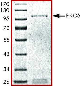 PKC-&#948;, active, GST tagged human PRECISIO&#174;, recombinant, expressed in baculovirus infected Sf9 cells, &#8805;70% (SDS-PAGE), buffered aqueous glycerol solution