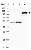 Anti-CNTN5 antibody produced in rabbit Prestige Antibodies® Powered by Atlas Antibodies, affinity isolated antibody, buffered aqueous glycerol solution